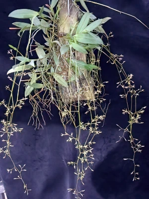 Image of Epidendrum diffusum 1